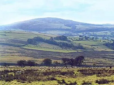 Rambling Rose- Lwg Hotel